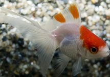 FANTAIL RED/WHITE