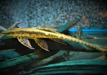 STEURMEERVAL PARAGUAY