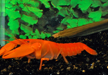 ORANGE CRAYFISH