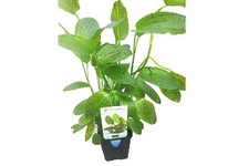 Echinodorus ozelot groen in pot (p9)