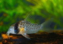 CORYDORAS ATROPERSONATUM