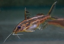 GELBSTREIFEN-FIEDERBARTWELS