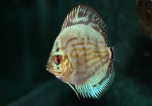 DISKUS BRILLIANT TURQUOISE