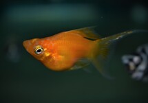 BLACK MOLLY ORANJE STAART