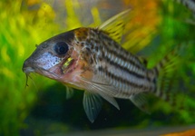 CORYDORAS C141