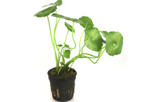 Hydrocotyle leucocephala in pot (p5)