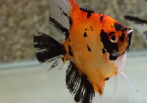 SCALAIRE RED DEVIL