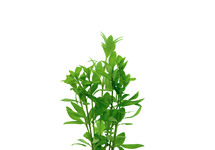 Hygrophila polysperma in terracotta