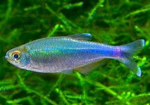 BLUE TETRA