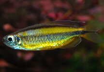 GOLDEN CONGO TETRA