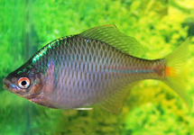 BITTERLING OCELLATUS
