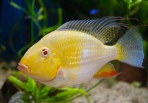 THREADFIN ACARA ALBINO