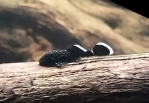 L183 STARLIGHT ANCISTRUS