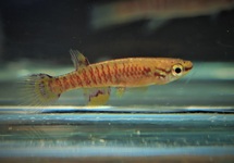 KILLIFISH EXIGOIDEUM