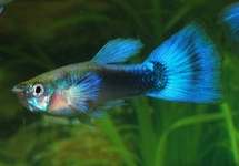 GUPPY TUXEDO BLEU (MÂLE)  