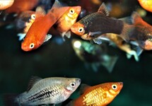 CORAL PLATY MIX