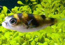 AMAZON PUFFER