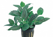 Fittonia 'Mini White' - PT