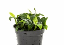 Anubias barteri var. nana 'Pangolino' - PE 
