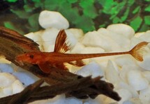 L010A RED LIZARD CATFISH