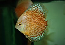 DISCUS SNOW ERUPTION
