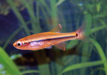 VIETNAMESE DANIO