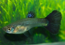 GUPPY BLUE GRASS (FEMELLE)