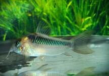 CORYDORAS RABAUTI
