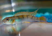 CONGODWERGCICHLIDE SPLENDENS