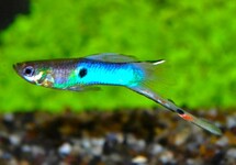 GUPPY ENDLER JAPAN BLAU (M/F)