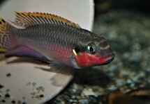 STRIPED KRIBENSIS NIGERIA RED