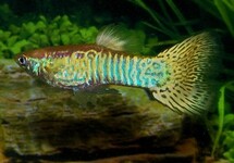 GUPPY SNAKESKIN GELB MANN