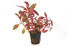 Alternanthera cardinalis in pot (p5)