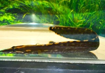 STEKELAAL UNICOLOR
