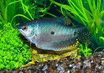 THREE SPOT GOURAMI