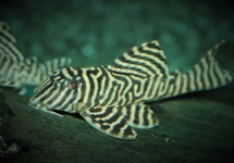 L333 ZÉBRA PLECO