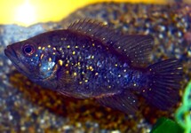 MADAGASCAR CICHLIDE POLLENI