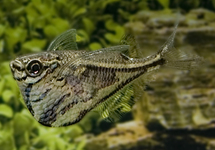 POISSON HACHETTE MARBRÉ STRIGATA