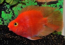 BLOOD PARROT CICHLID