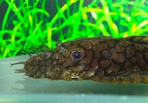 L519 PLECO