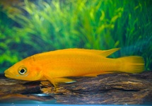 NEOLAMPROLOGUS LELEUPI UVIRA