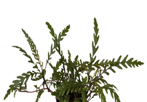 Hygrophila pinnatifida in pot (p5)