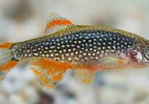 GALAXY DANIO