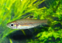 RASBORA À OCELLE CHEEYA