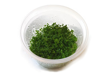 Hemiantus in vitro cup