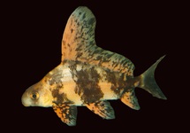 CHINESE HOOGVINKARPER