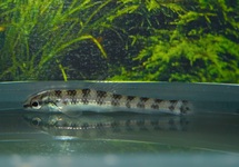 BODEMZALM PERU
