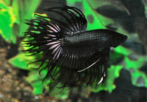 KAMPFFISCH CROWNTAIL SCHWARZ MANN