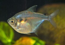 DISCUS TETRA