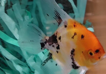 SCALAIRE KOI TÊTE DORÉ
